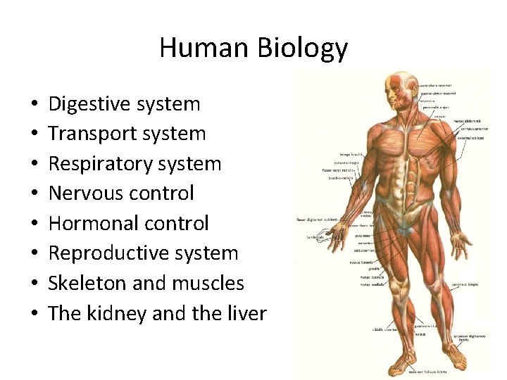 Human Biology • • Digestive system Transport system Respiratory system Nervous control Hormonal control