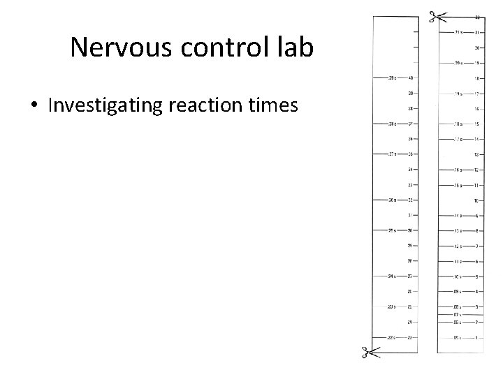 Nervous control lab • Investigating reaction times 