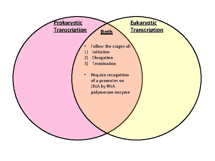 Prokaryotic Transcription Both Eukaryotic Transcription • 1) 2) 3) Follow the stages of: Initiation