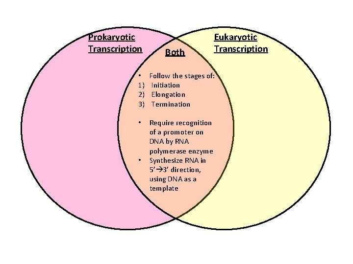 Prokaryotic Transcription Both Eukaryotic Transcription • 1) 2) 3) Follow the stages of: Initiation