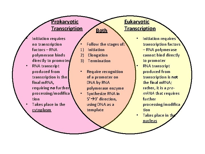 Prokaryotic Transcription • • • Initiation requires no transcription factors – RNA polymerase binds