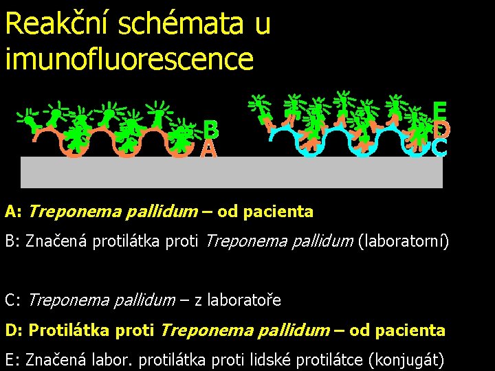 Reakční schémata u imunofluorescence A: Treponema pallidum – od pacienta B: Značená protilátka proti