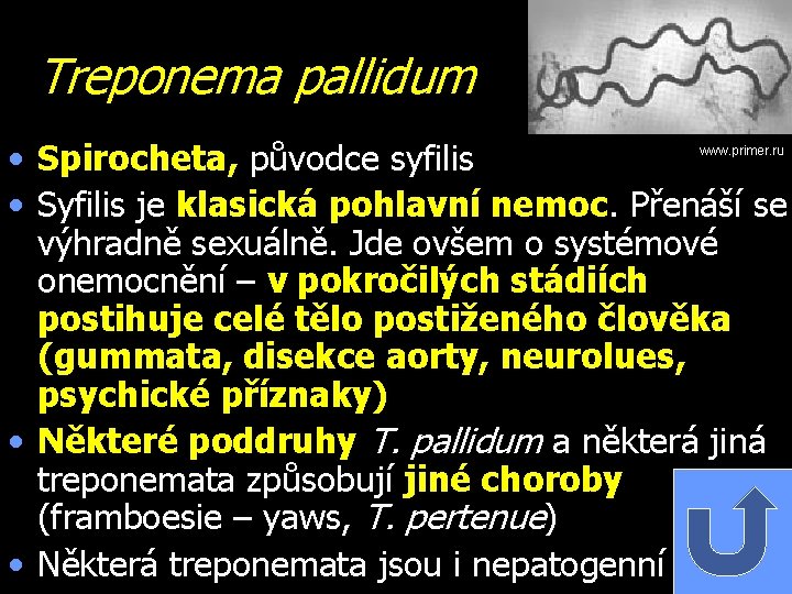 Treponema pallidum • Spirocheta, původce syfilis • Syfilis je klasická pohlavní nemoc. Přenáší se