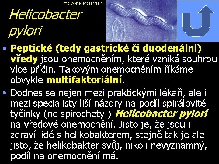 http: //vietsciences. free. fr Helicobacter pylori • Peptické (tedy gastrické či duodenální) vředy jsou