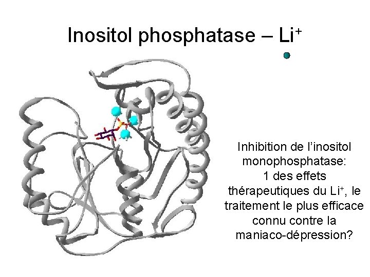 Inositol phosphatase – Li+ Inhibition de l’inositol monophosphatase: 1 des effets thérapeutiques du Li+,