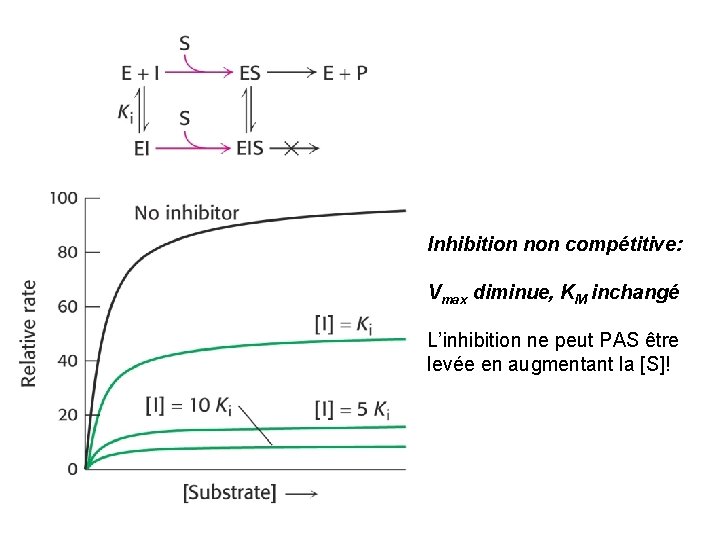 Inhibition non compétitive: Vmax diminue, KM inchangé L’inhibition ne peut PAS être levée en