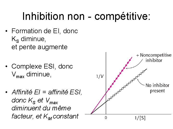 Inhibition non - compétitive: • Formation de EI, donc KS diminue, et pente augmente