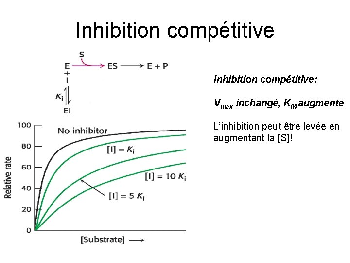 Inhibition compétitive: Vmax inchangé, KM augmente L’inhibition peut être levée en augmentant la [S]!