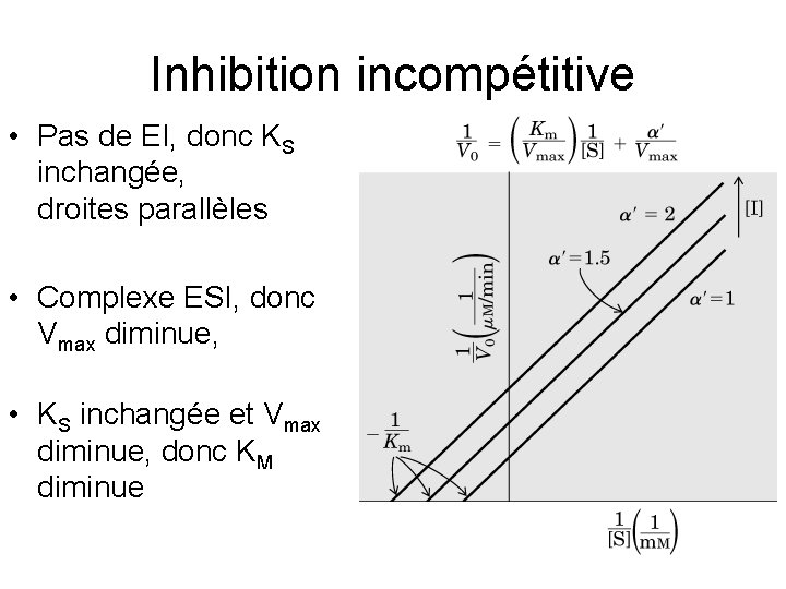 Inhibition incompétitive • Pas de EI, donc KS inchangée, droites parallèles • Complexe ESI,