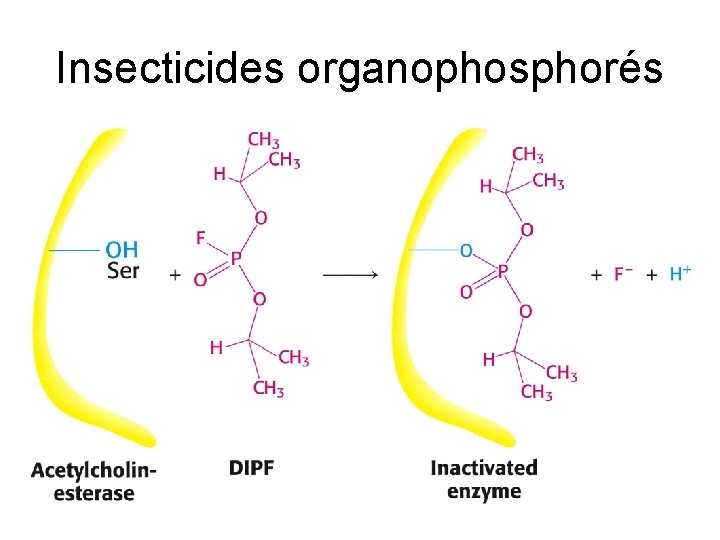 Insecticides organophosphorés 