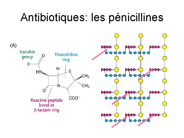Antibiotiques: les pénicillines 