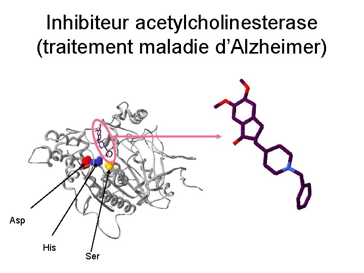 Inhibiteur acetylcholinesterase (traitement maladie d’Alzheimer) Asp His Ser 