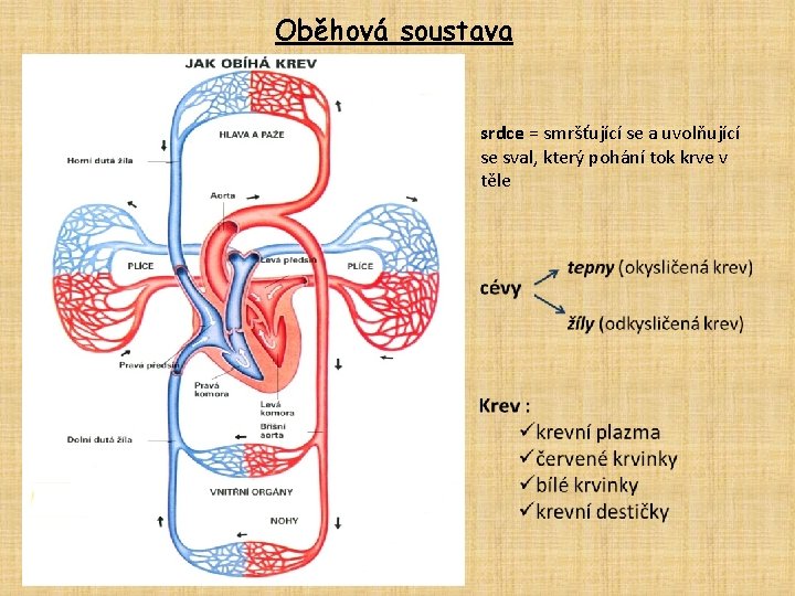 Oběhová soustava srdce = smršťující se a uvolňující se sval, který pohání tok krve