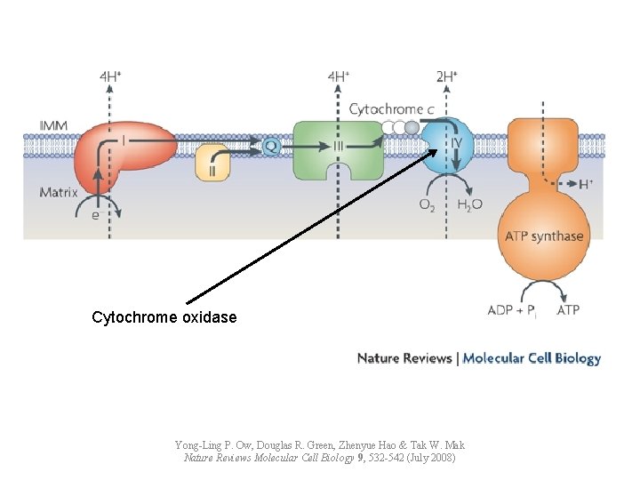 Cytochrome oxidase Yong-Ling P. Ow, Douglas R. Green, Zhenyue Hao & Tak W. Mak
