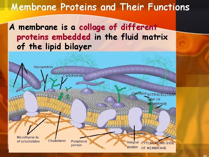 Membrane Proteins and Their Functions A membrane is a collage of different proteins embedded