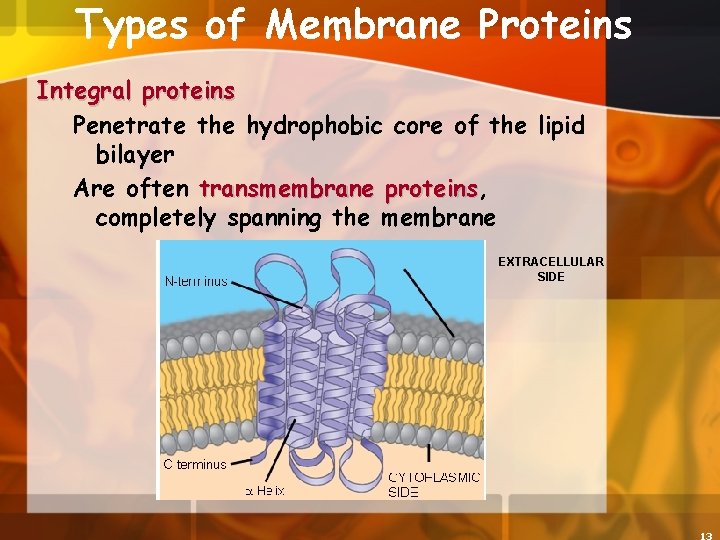 Types of Membrane Proteins Integral proteins Penetrate the hydrophobic core of the lipid bilayer