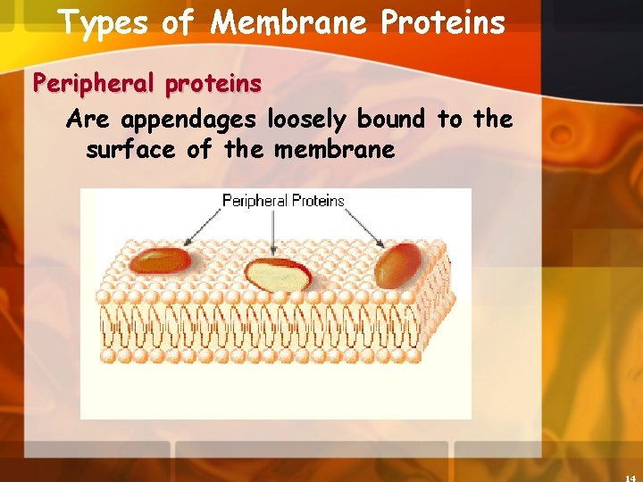 Types of Membrane Proteins Peripheral proteins Are appendages loosely bound to the surface of