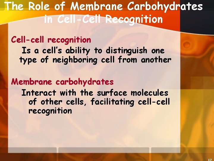 The Role of Membrane Carbohydrates in Cell-Cell Recognition Cell-cell recognition Is a cell’s ability