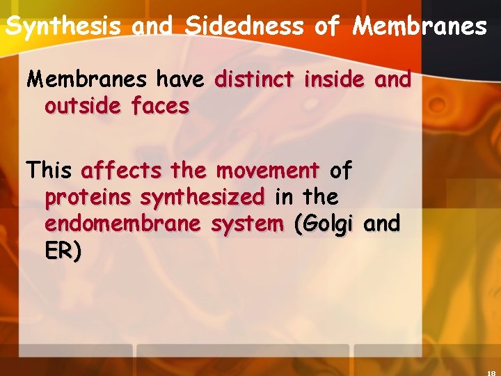 Synthesis and Sidedness of Membranes have distinct inside and outside faces This affects the