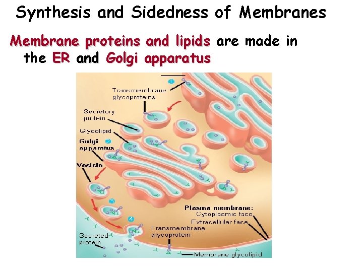 Synthesis and Sidedness of Membranes Membrane proteins and lipids are made in the ER