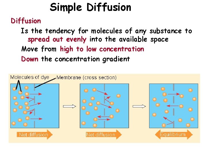 Simple Diffusion Is the tendency for molecules of any substance to spread out evenly