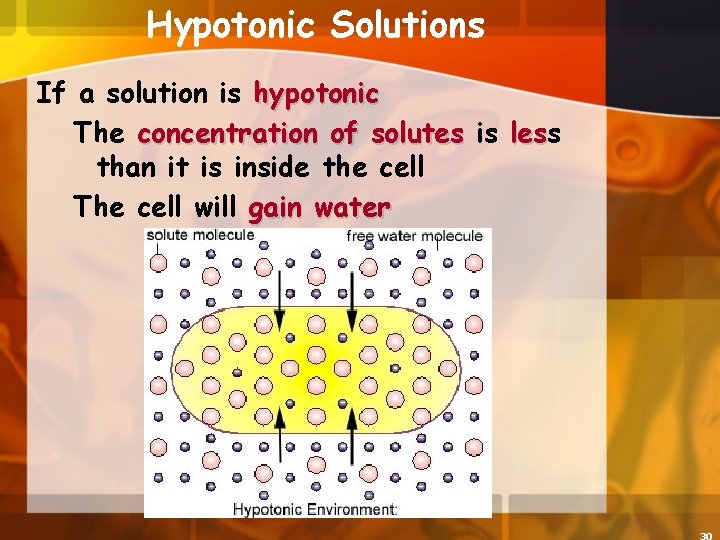 Hypotonic Solutions If a solution is hypotonic The concentration of solutes is les than