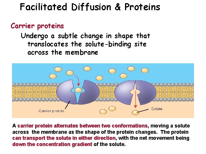 Facilitated Diffusion & Proteins Carrier proteins Undergo a subtle change in shape that translocates