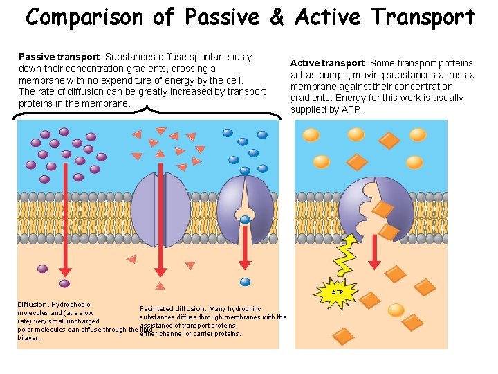 Comparison of Passive & Active Transport Passive transport. Substances diffuse spontaneously down their concentration