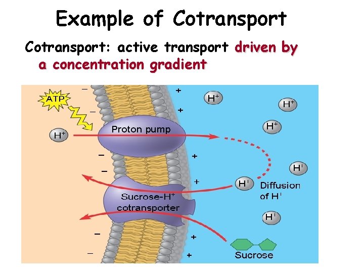 Example of Cotransport: active transport driven by a concentration gradient 