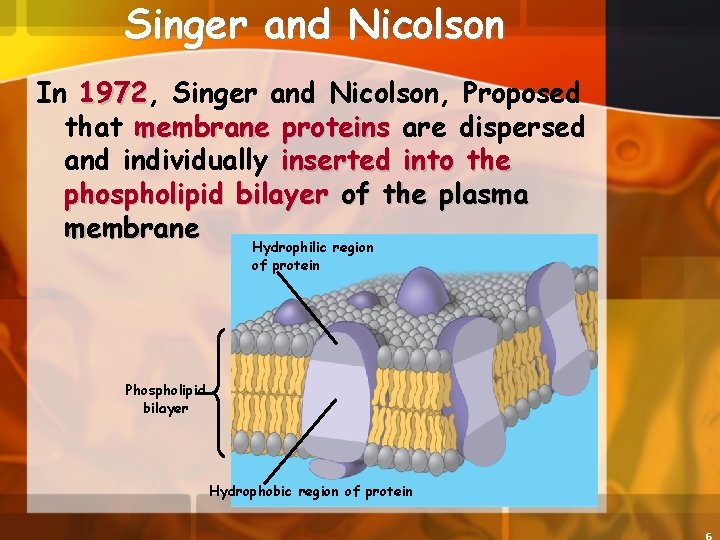 Singer and Nicolson In 1972, 1972 Singer and Nicolson, Proposed that membrane proteins are