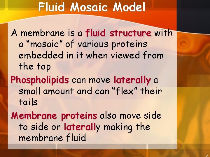 Fluid Mosaic Model A membrane is a fluid structure with a “mosaic” of various