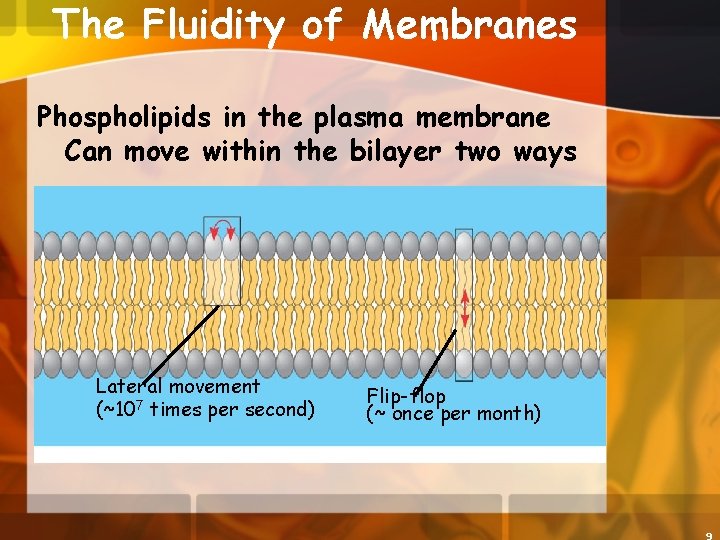 The Fluidity of Membranes Phospholipids in the plasma membrane Can move within the bilayer