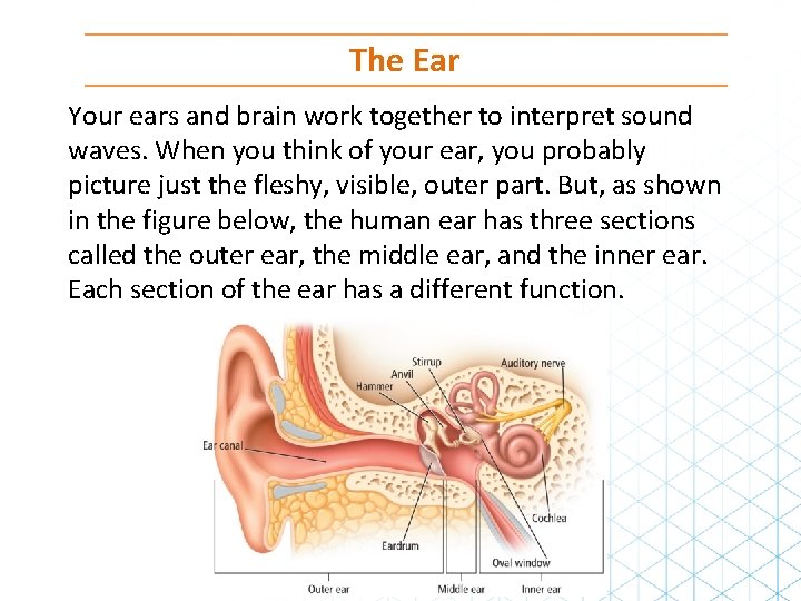 The Ear Your ears and brain work together to interpret sound waves. When you