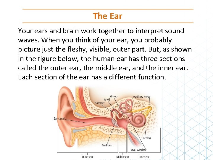 The Ear Your ears and brain work together to interpret sound waves. When you The Ear Your ears and brain work together to interpret sound waves. When you