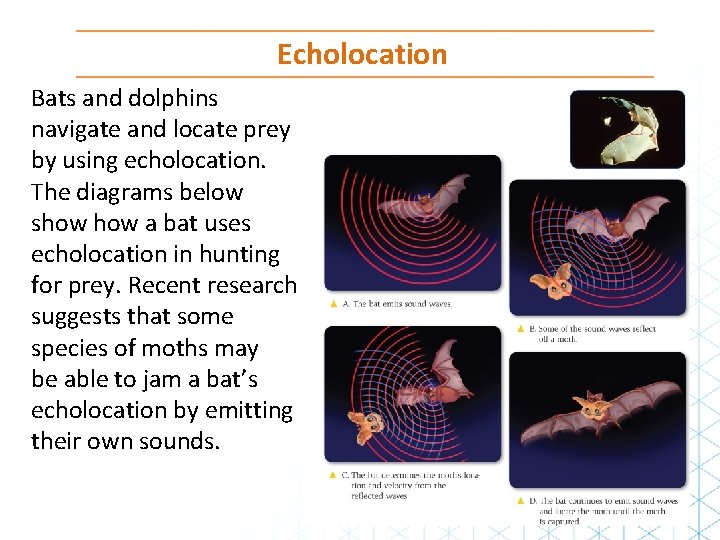 Echolocation Bats and dolphins navigate and locate prey by using echolocation. The diagrams below