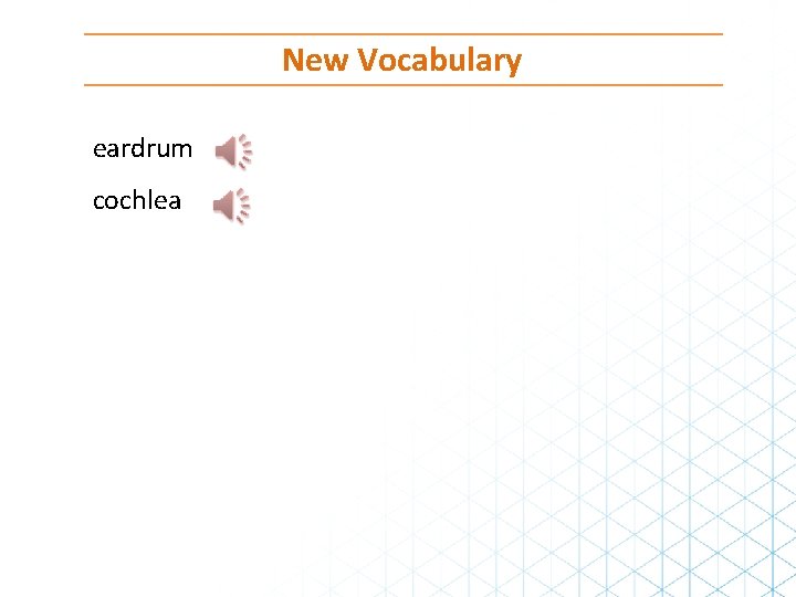 New Vocabulary eardrum cochlea 