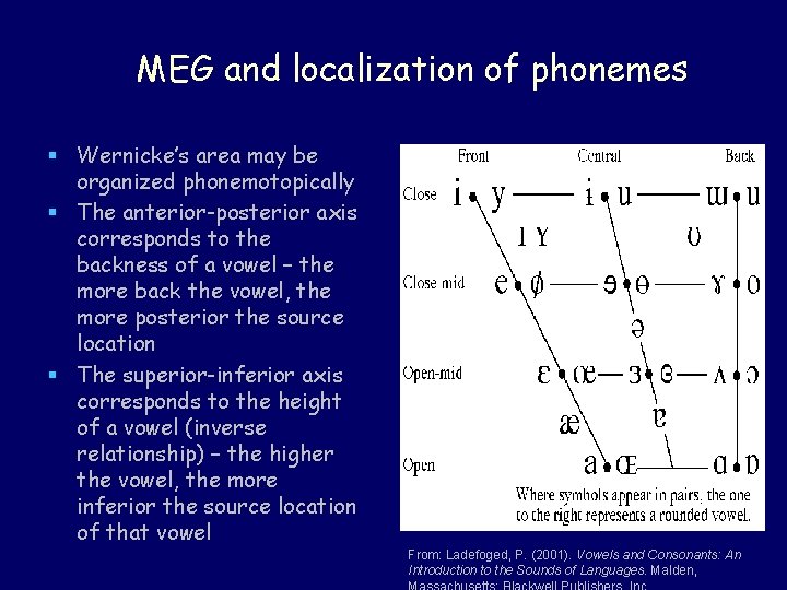 MEG and localization of phonemes § Wernicke’s area may be organized phonemotopically § The