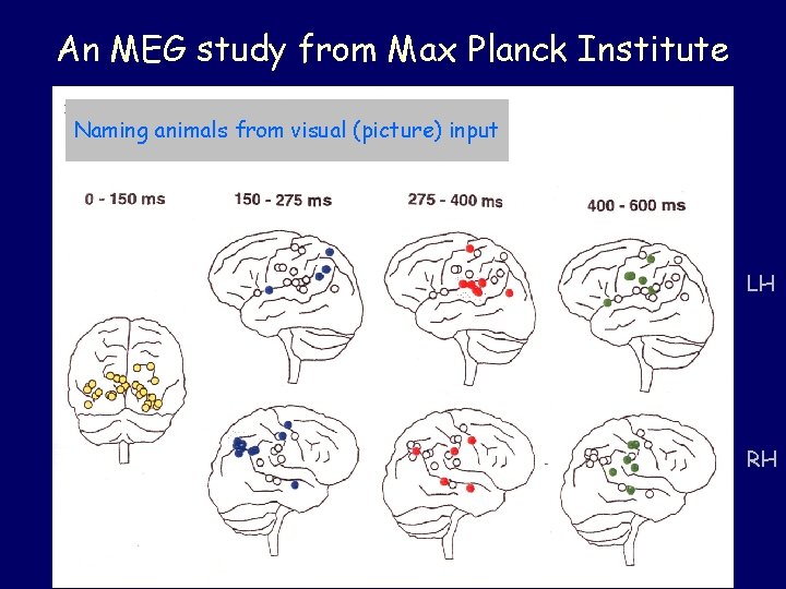 An MEG study from Max Planck Institute Naming animals from visual (picture) input LH