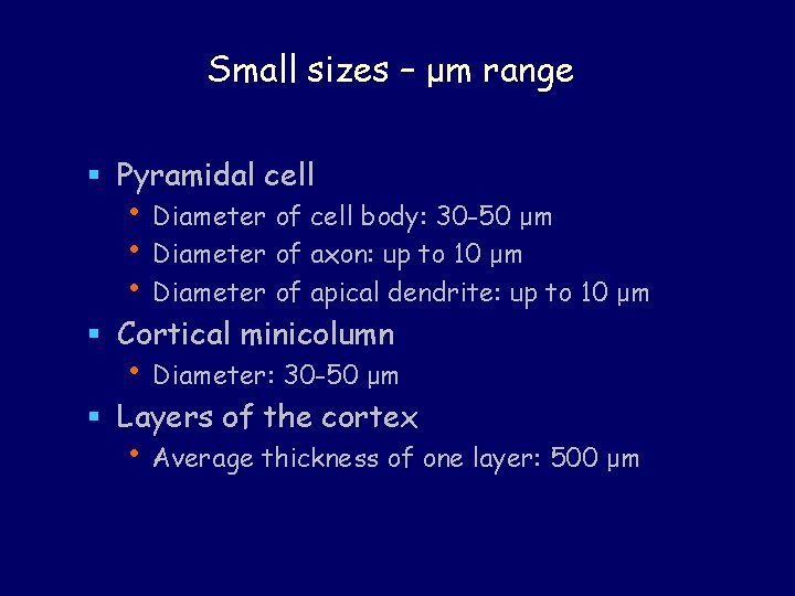 Small sizes – μm range § Pyramidal cell • Diameter of cell body: 30