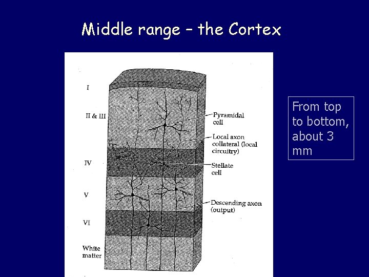 Middle range – the Cortex From top to bottom, about 3 mm 