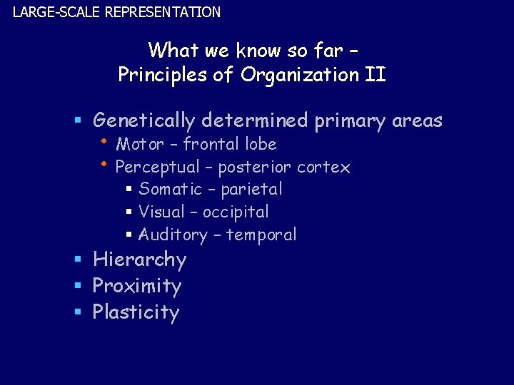 LARGE-SCALE REPRESENTATION What we know so far – Principles of Organization II § Genetically