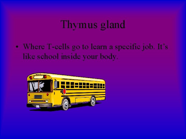 Thymus gland • Where T-cells go to learn a specific job. It’s like school