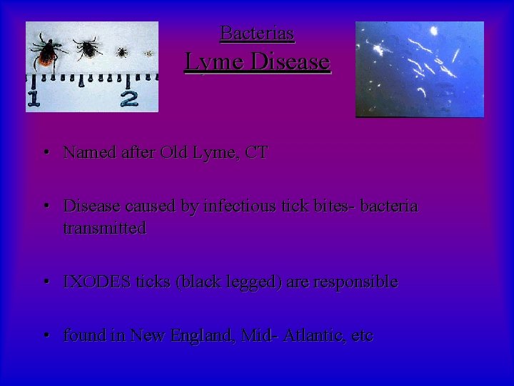 Bacterias Lyme Disease • Named after Old Lyme, CT • Disease caused by infectious