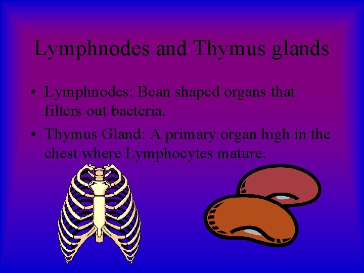 Lymphnodes and Thymus glands • Lymphnodes: Bean shaped organs that filters out bacteria. •