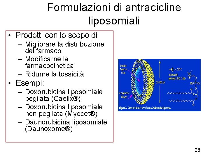 Formulazioni di antracicline liposomiali • Prodotti con lo scopo di – Migliorare la distribuzione