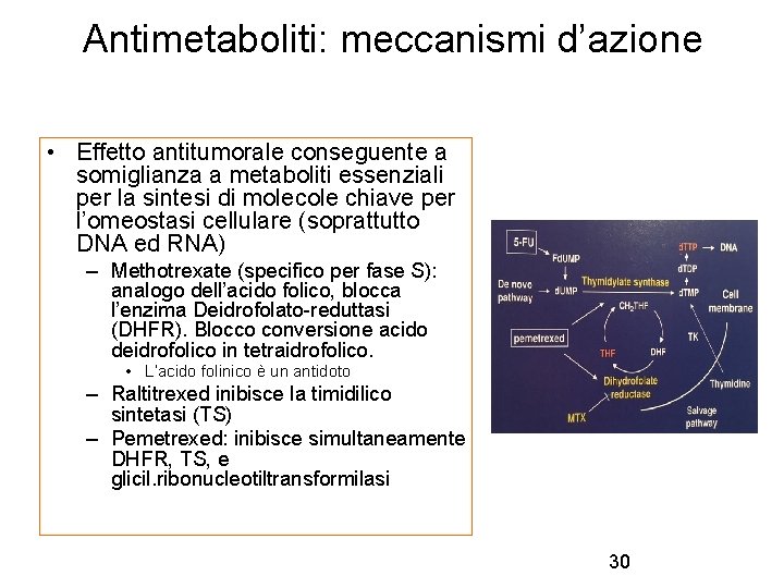 Antimetaboliti: meccanismi d’azione • Effetto antitumorale conseguente a somiglianza a metaboliti essenziali per la