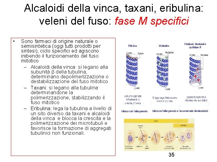 Alcaloidi della vinca, taxani, eribulina: veleni del fuso: fase M specifici • Sono farmaci