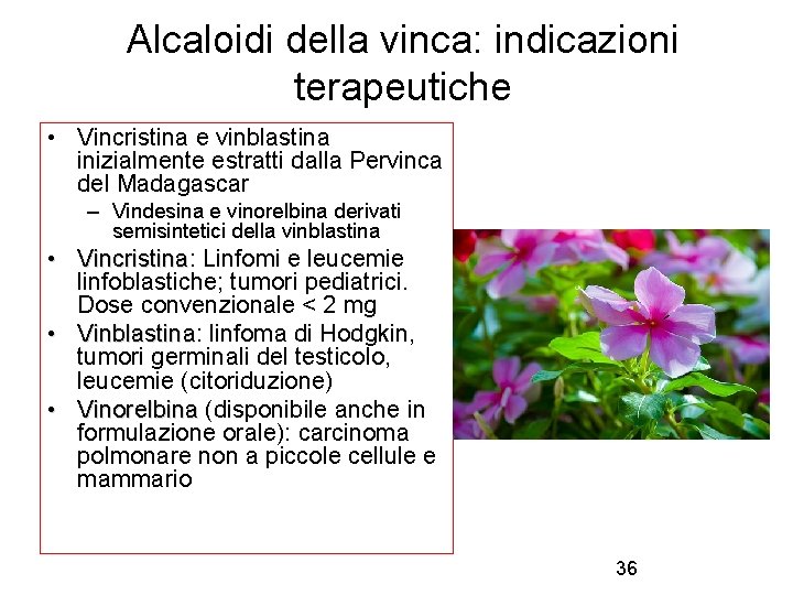 Alcaloidi della vinca: indicazioni terapeutiche • Vincristina e vinblastina inizialmente estratti dalla Pervinca del