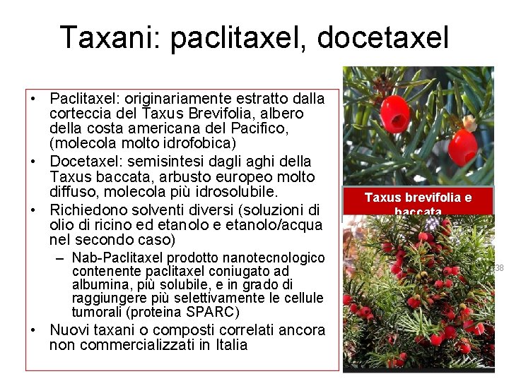 Taxani: paclitaxel, docetaxel • Paclitaxel: originariamente estratto dalla corteccia del Taxus Brevifolia, albero della