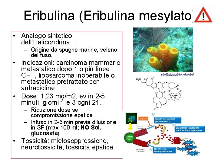 Eribulina (Eribulina mesylato) • Analogo sintetico dell’Halicondrina H – Origine da spugne marine, veleno